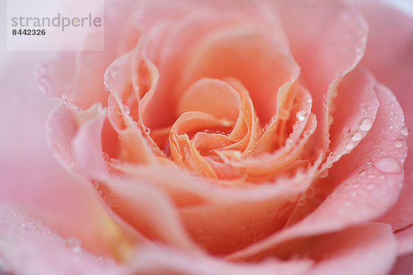 Makroaufnahme  Detail  Details  Ausschnitt  Ausschnitte  Wasser  Blume  Blüte  heraustropfen  tropfen  undicht  Close-up  close-ups  close up  close ups  pink  Regentropfen  Rose  Weichheit