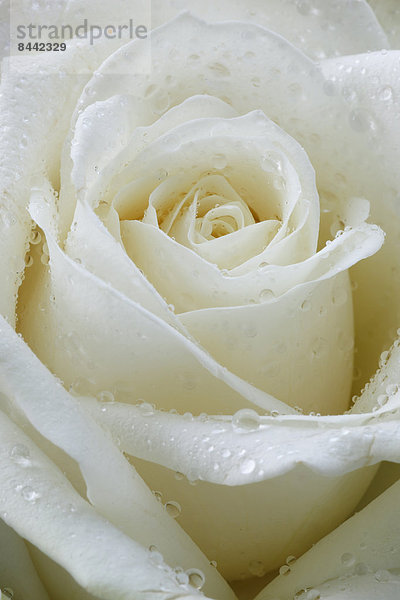 Makroaufnahme  Detail  Details  Ausschnitt  Ausschnitte  Wasser  Blume  weiß  Blüte  heraustropfen  tropfen  undicht  Close-up  close-ups  close up  close ups  Regentropfen  Rose  Weichheit