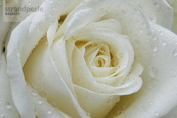 Makroaufnahme  Detail  Details  Ausschnitt  Ausschnitte  Wasser  Blume  weiß  Blüte  heraustropfen  tropfen  undicht  Close-up  close-ups  close up  close ups  Regentropfen  Rose  Weichheit
