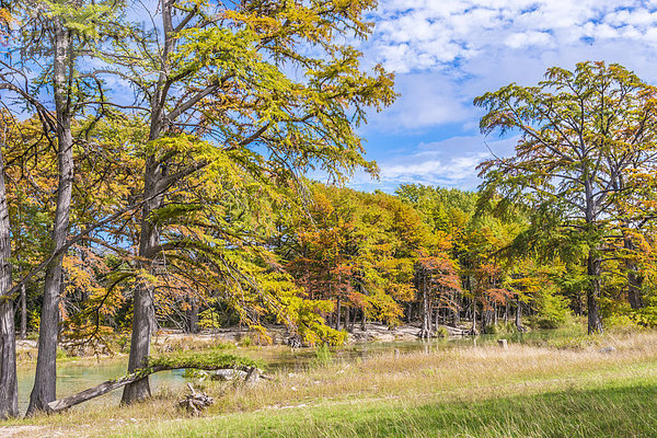 USA  Texas  Concan  Texas Hill Country landscape at autumn  Cypress trees at the Frio River at Garner State Park