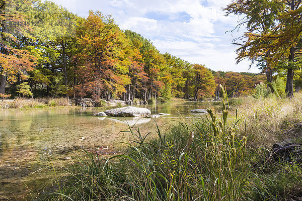 USA  Texas  Concan  Texas Hill Country landscape at autumn  Cypress trees at the Frio River at Garner State Park