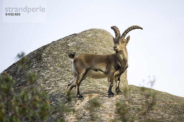 Spain  Madrid  La Pedriza  Spanish wild goat  capra pyrenaica