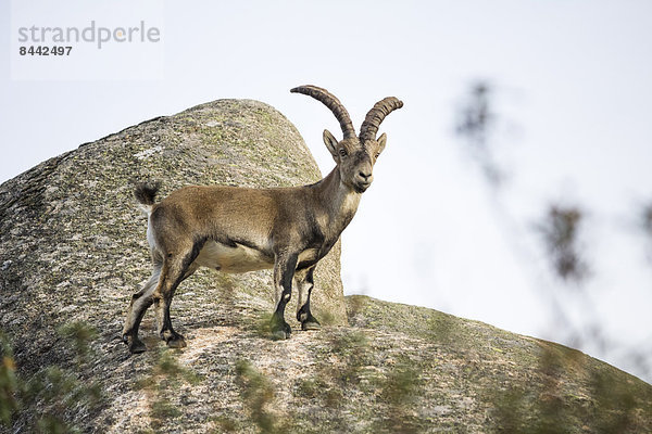 Spanien  Madrid  La Pedriza  spanische Wildziege  capra pyrenaica