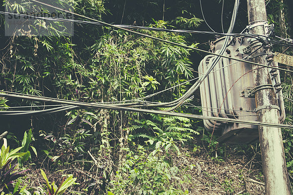 Brasilien  Rio de Janeiro  Corcovado  Elektrische Leitungen mit Vegetation im Hintergrund