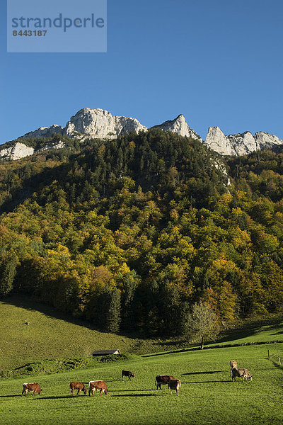 Schweiz  Kanton Appenzell Innerrhoden  Appenzeller Alpen  Kuhweide