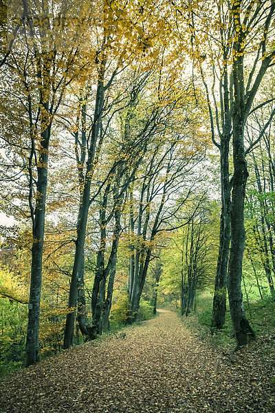 Germany  Baden Wuerttemberg  Zollernalbkreis  forest path in autumn