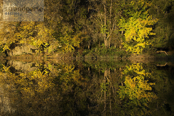 Deutschland  Baden-Württemberg  Naturpark Obere Donau  Wasserspiegelung im Herbst
