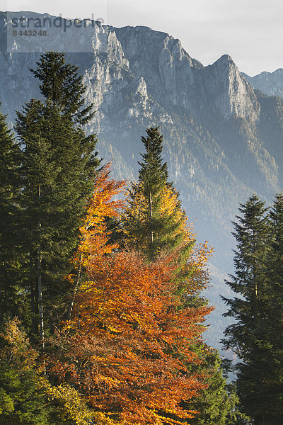 Österreich  Tirol  Inntal  Sonnenuntergang  Herbstbäume