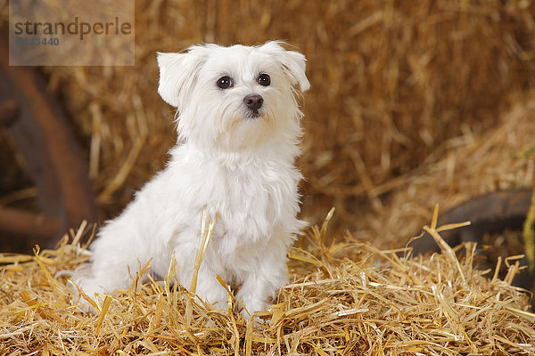 Maltese sitting at hay