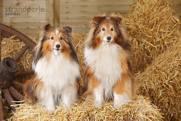 Two Shelties  Shetland Sheepdogs sitting at hay