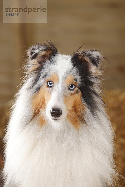 Porträt von blue-merle Sheltie  Shetland Sheepdog