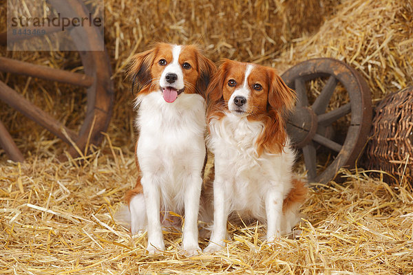 Two Nederlandse Kooikerhondjes sitting at hay