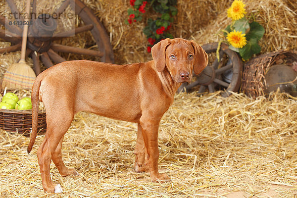 Rhodesian Ridgeback puppy standing at hay