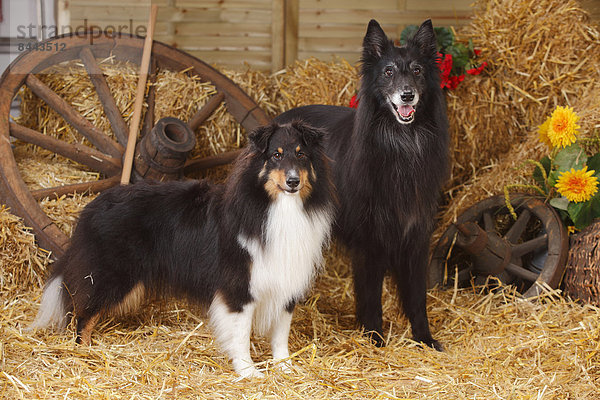 Sheltie  Shetland Sheepdog und Groenendael  Belgischer Schäferhund im Heu stehend