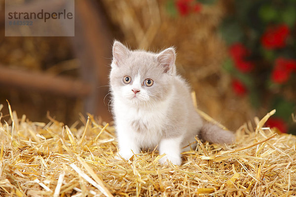 British Shorthair  kitten sitting at hay