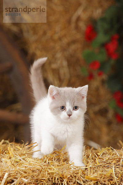 British Shorthair  kitten standing at hay