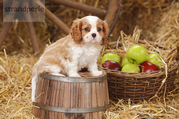 Cavalier King Charles spaniel puppy sitting on a tub