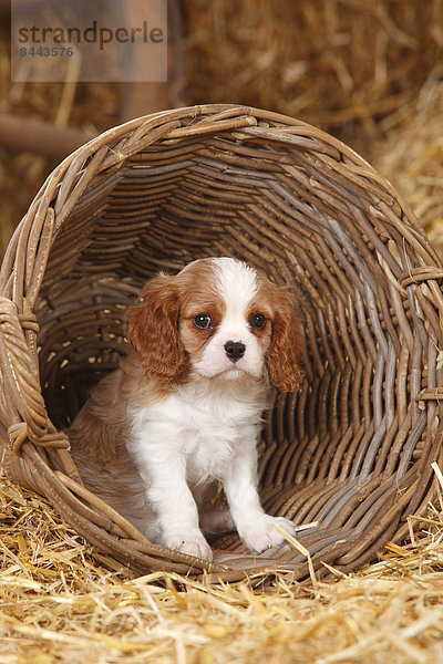 Cavalier King Charles spaniel puppy sitting in a basket