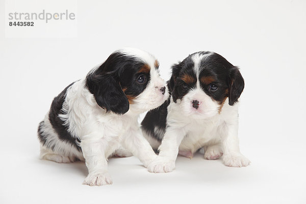 Two Cavalier King Charles spaniel puppies sitting in front of white background