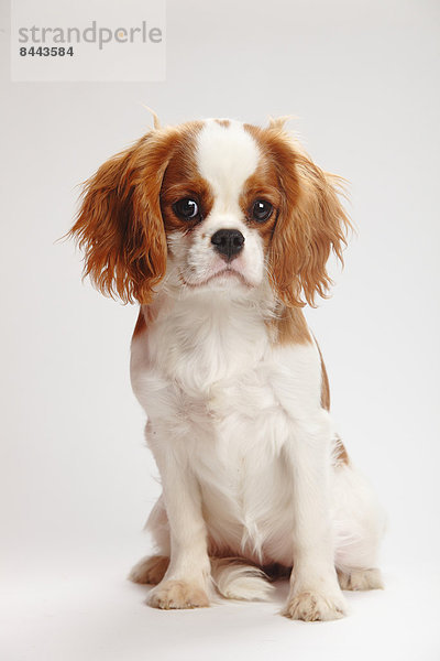 Cavalier King Charles spaniel puppy sitting in front of white background