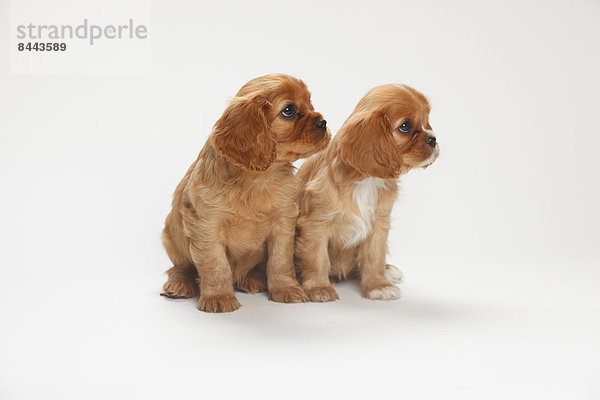 Two Cavalier King Charles spaniel puppies sitting in front of white background