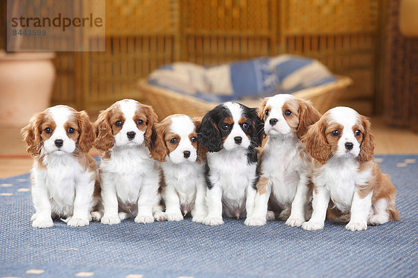 Six Cavalier King Charles spaniel puppies sitting on a carpet