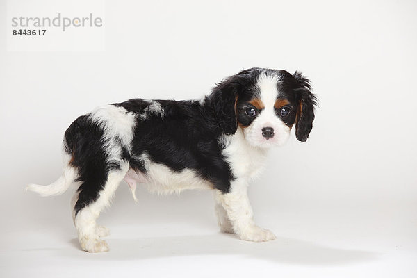 Cavalier King Charles spaniel puppy standing in front of white background