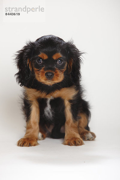 Cavalier King Charles spaniel puppy sitting in front of white background