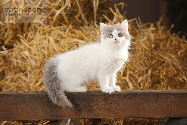 British Longhair  kitten  sitting on a wooden slat in a barn