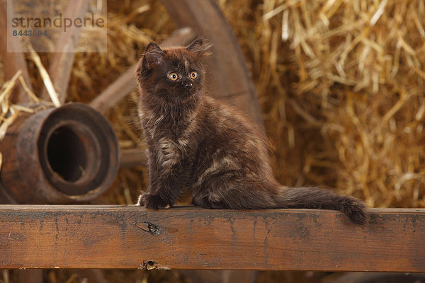 British Longhair  kitten  sitting on a wooden slat in a barn
