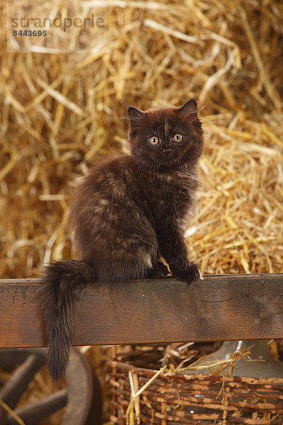 Britisches Langhaar  Kätzchen  auf einer Holzlatte in einer Scheune sitzend