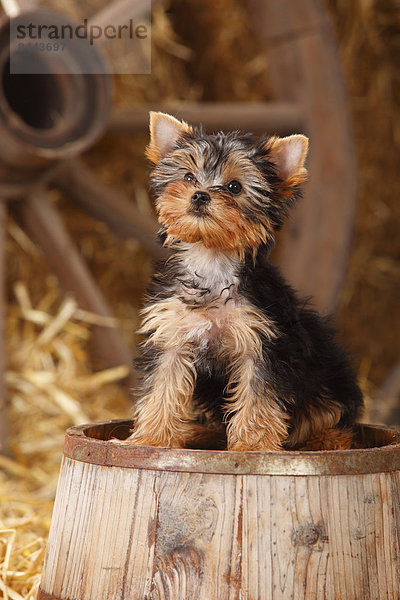 Yorkshire Terrier  puppy  sitting on a tub
