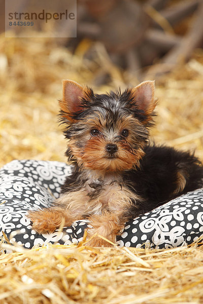 Yorkshire Terrier  puppy  lying on a cushion at hay