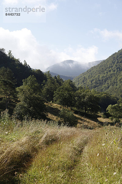 Spanien  Katalonien  Wiese in den Pyrenäen