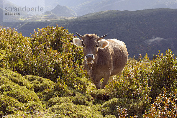 Spanien  Pyrenäen  Ordesa y Monte Perdido Nationalpark  Kuh bei Nerin