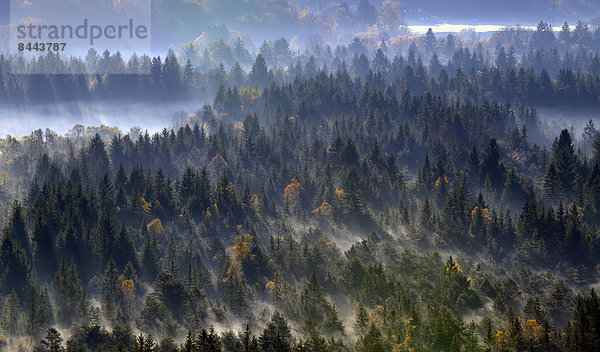 Germany  Bavaria  Upper Bavaria  Icking  Pupplinger Au  forest