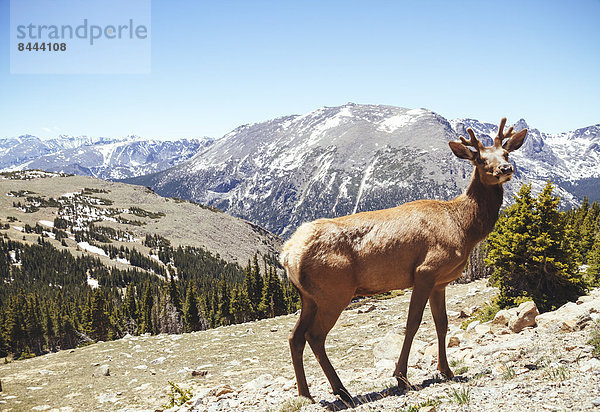 USA  Colorada  elk at Rocky Mountain National Park
