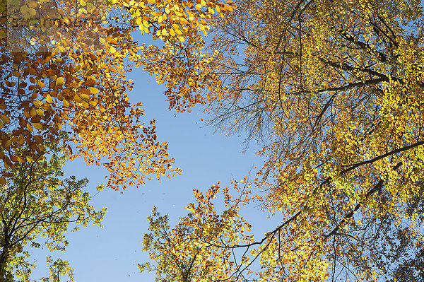 Deutschland  Blick aus der Vogelperspektive auf Blau und Baumwipfel im Herbst