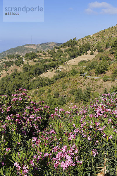 Turkey  Mersin Province  Turkish Riviera  coast near Anamur  oleander