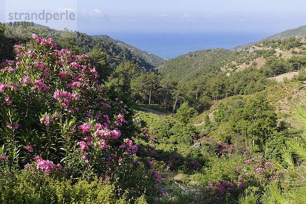Türkei  Provinz Mersin  Türkische Riviera  Küste bei Anamur  Oleander