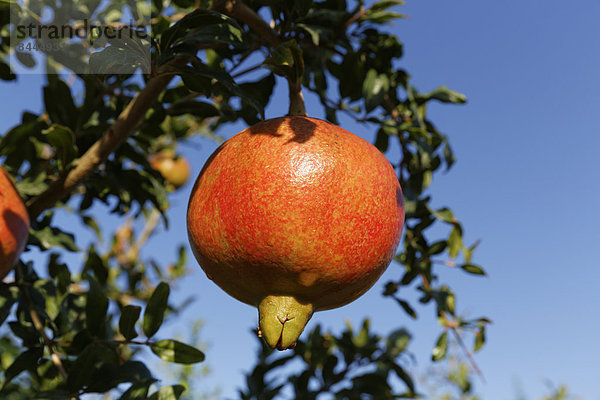 Türkei  Provinz Mugla  Dalyan  Granatapfel am Baum