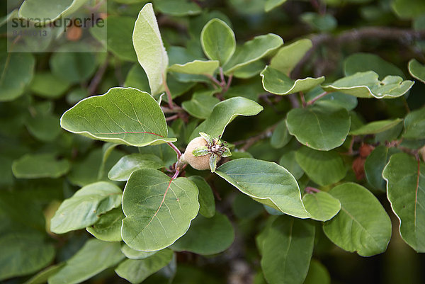 Quittenbaum mit Früchten (Cydonia oblonga)