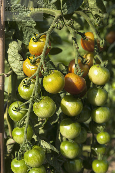 Deutschland  München  Botanischer Garten  Tomatenpflanzen