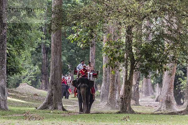 Fröhlichkeit  fahren  Tourist  Elefant  Südostasien  Vietnam  Angkor  Asien  Kambodscha  mitfahren