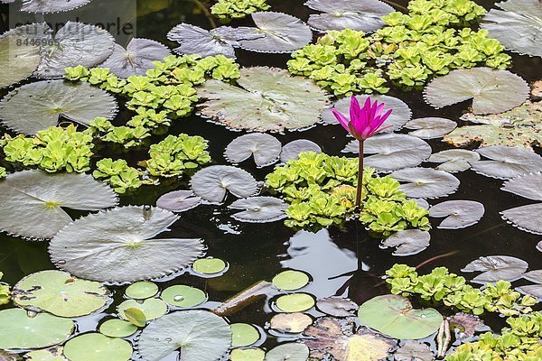 Seerose  Südostasien  Vietnam  Asien  Kambodscha