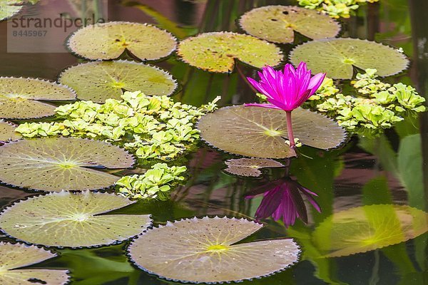 Seerose  Südostasien  Vietnam  Asien  Kambodscha