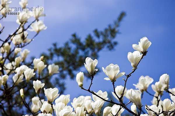 Baum  Garten  China  Magnolie  Shanghai