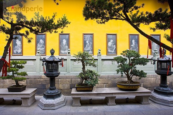 Baum  Laterne - Beleuchtungskörper  China  Bronze  Buddha  Innenhof  Hof  Shanghai