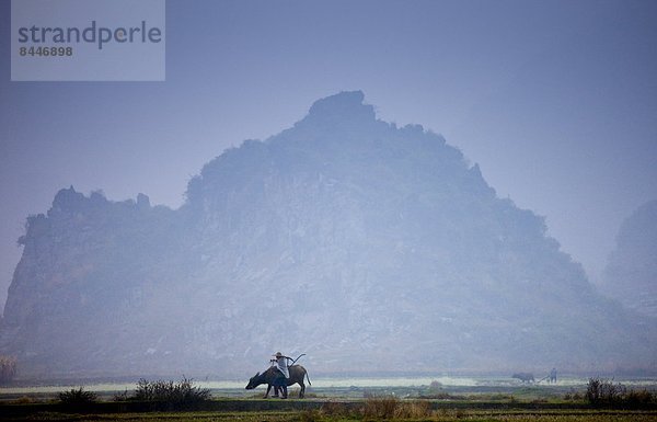 nahe  benutzen  ziehen  Nutzpflanze  Feld  Bauer  Büffel  China  Pflug