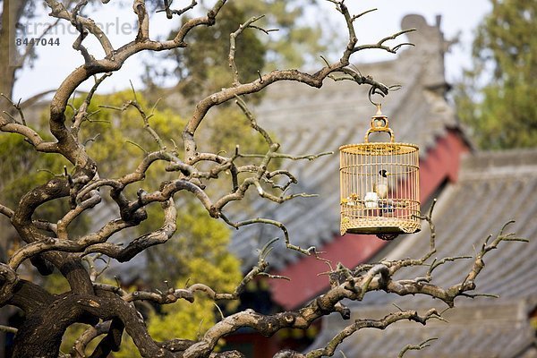 Drossel  lachen  hängen  groß  großes  großer  große  großen  Garten  ungestüm  Ast  China  Gans  Pagode  Xian